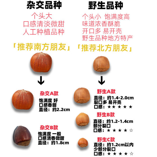 Northeast Specialty 2025 New Hazelnut Thin Skin Opening