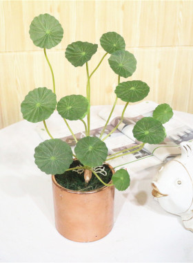 金钱草仿真绿叶装饰花