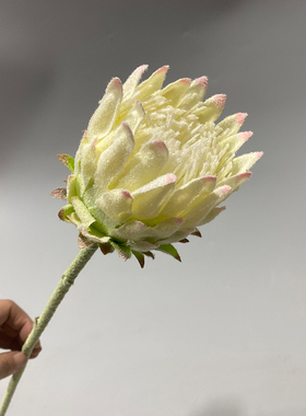 单支帝王花婚庆手捧花