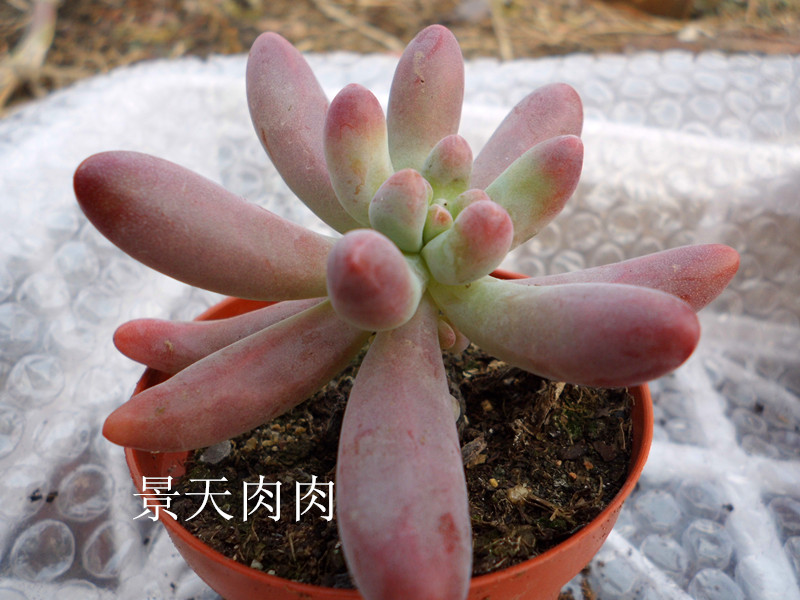 八千代乙女心非常漂亮多肉植物景天科防辐射净化空气 爱鉴花智能清新生活 八千代乙女心非常漂亮多肉植物景天科防辐射净化空气 爱鉴花智能清新生活