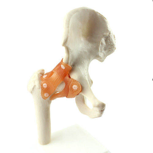 ENOVO颐诺人体髋关节股关节模型人体骨骼模型运动骨骨科科髋关节hip joint股骨头与髋臼球窝关节杆臼关节骨科 - 图0