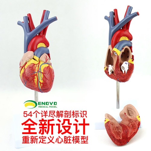 ENOVO颐诺1:1心脏模型可拆卸B超彩超声医学心内科心脏解剖教学冠状动脉心血管血液循环心外科学习模具标本 - 图0