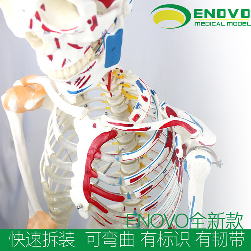 ENOVO颐诺170CM人体骨骼模型肌肉起止点韧带骨架标本医学教学演示人体骨架全科住院医师培训医学用瑜伽健身 - 图1
