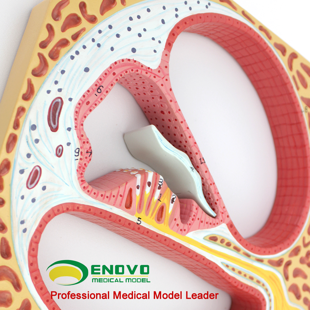 ENOVO颐诺人体螺旋器Corti器科蒂氏器官耳鼻喉科耳朵模型医学内耳螺旋器横断面标本听觉系统感觉器官耳蜗上海-图1