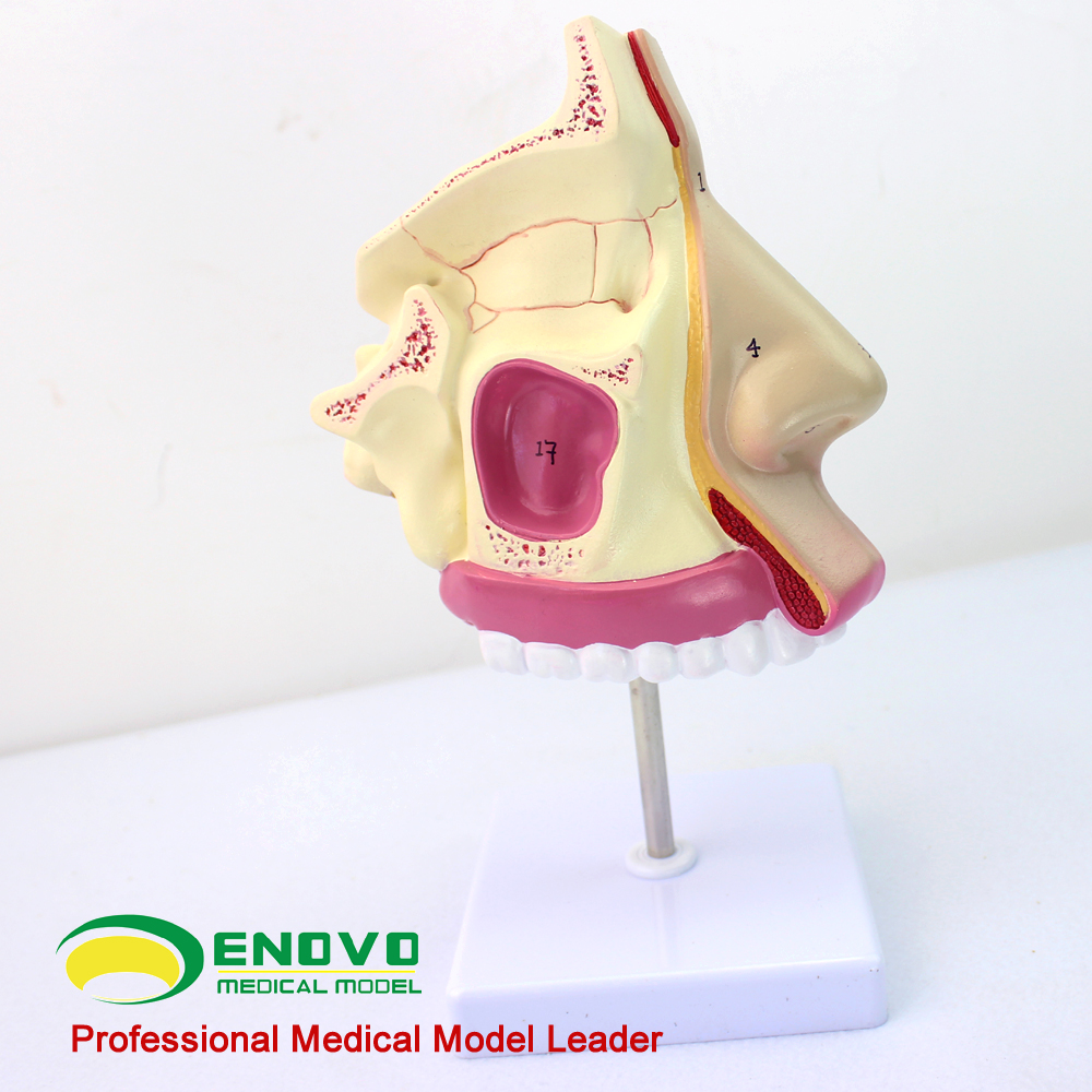 ENOVO颐诺人体医学鼻腔模型 耳鼻喉呼吸科鼻腔内窥镜鼻甲解剖模型鼻子额窦蝶窦上颌窦上颌呼吸五官科教学演示 - 图3