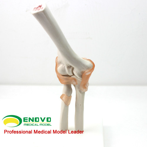 ENOVO颐诺医学肘关节模型桡关节 人体骨骼标本六大关节教具健康运动系统肱尺骨桡骨肱骨关节囊骨科康复科上海 - 图1