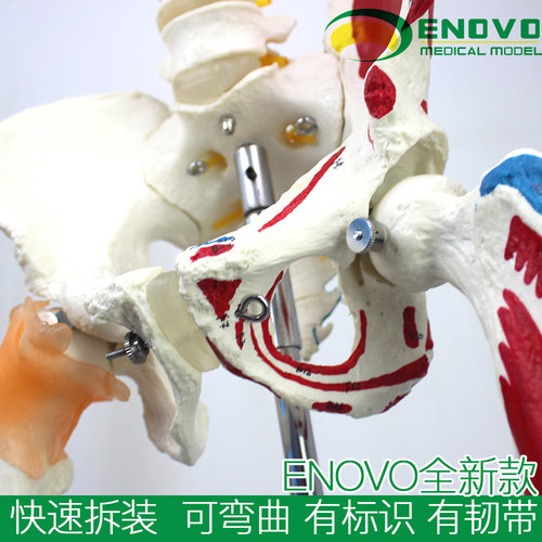 ENOVO颐诺170CM人体骨骼模型肌肉起止点韧带骨架标本医学教学演示人体骨架全科住院医师培训医学用瑜伽健身 - 图3