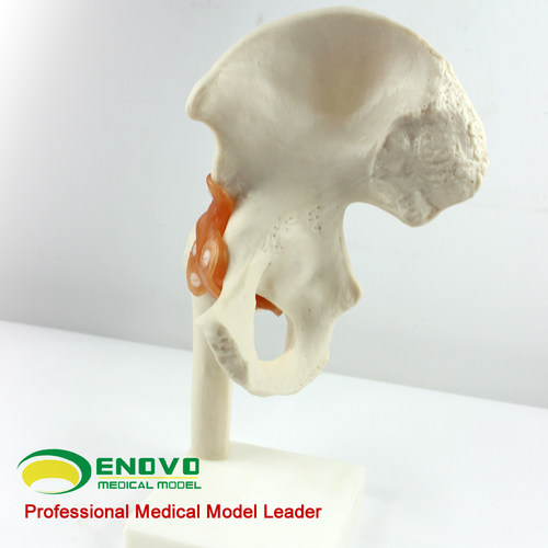 ENOVO颐诺人体髋关节股关节模型人体骨骼模型运动骨骨科科髋关节hip joint股骨头与髋臼球窝关节杆臼关节骨科 - 图1