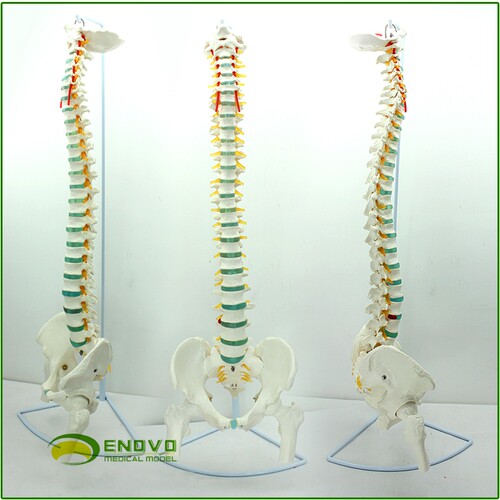 ENOVO颐诺医学人体脊柱模型 脊椎骨盆颈椎胸椎腰椎整骨科骨骼模型中医正骨整脊矫正康复医生培训教学教具医院 - 图0