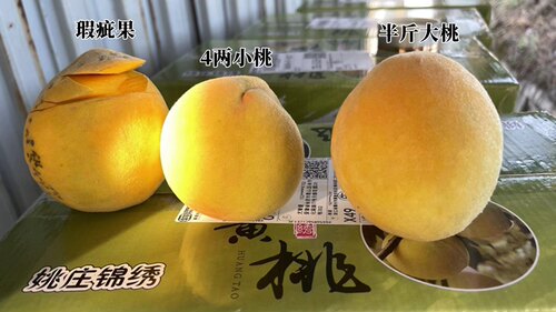 浙江嘉善姚庄锦绣黄桃红心10斤7月8月现摘现发新鲜当季时令水果 - 图2