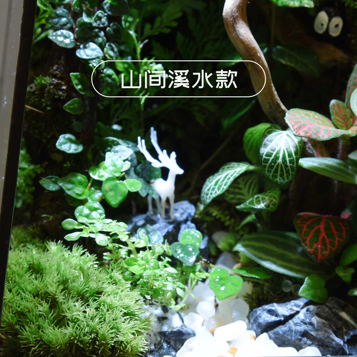 苔藓微景观雨林生态瓶缸青苔室内绿植创意桌面盆栽迷你植物小摆件-图3