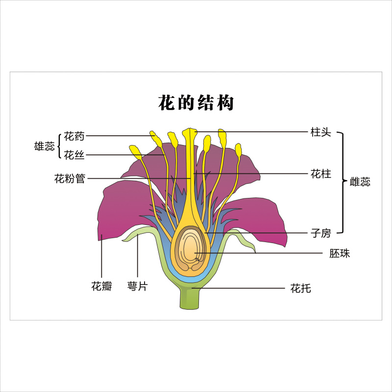 初高中生物知识动植物细胞结构病毒细菌模式图挂食物链花结构墙贴 - 图1