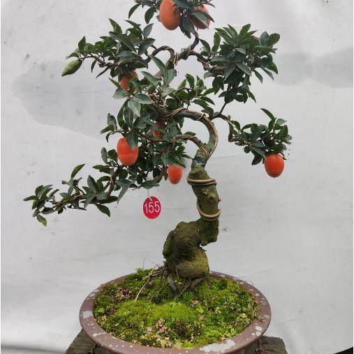 12月金弹子盆景小叶挂果原生母四川灌木熟货血红阳台庭院绿植造型,淘宝优惠券,粉丝福利购,淘宝优惠卷