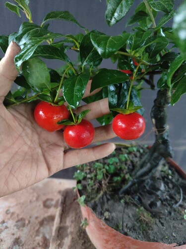 [锦绣紫霞]金弹子盆景新品首发晚熟红芽紫血红大圆果丰果绿植室内 - 图2