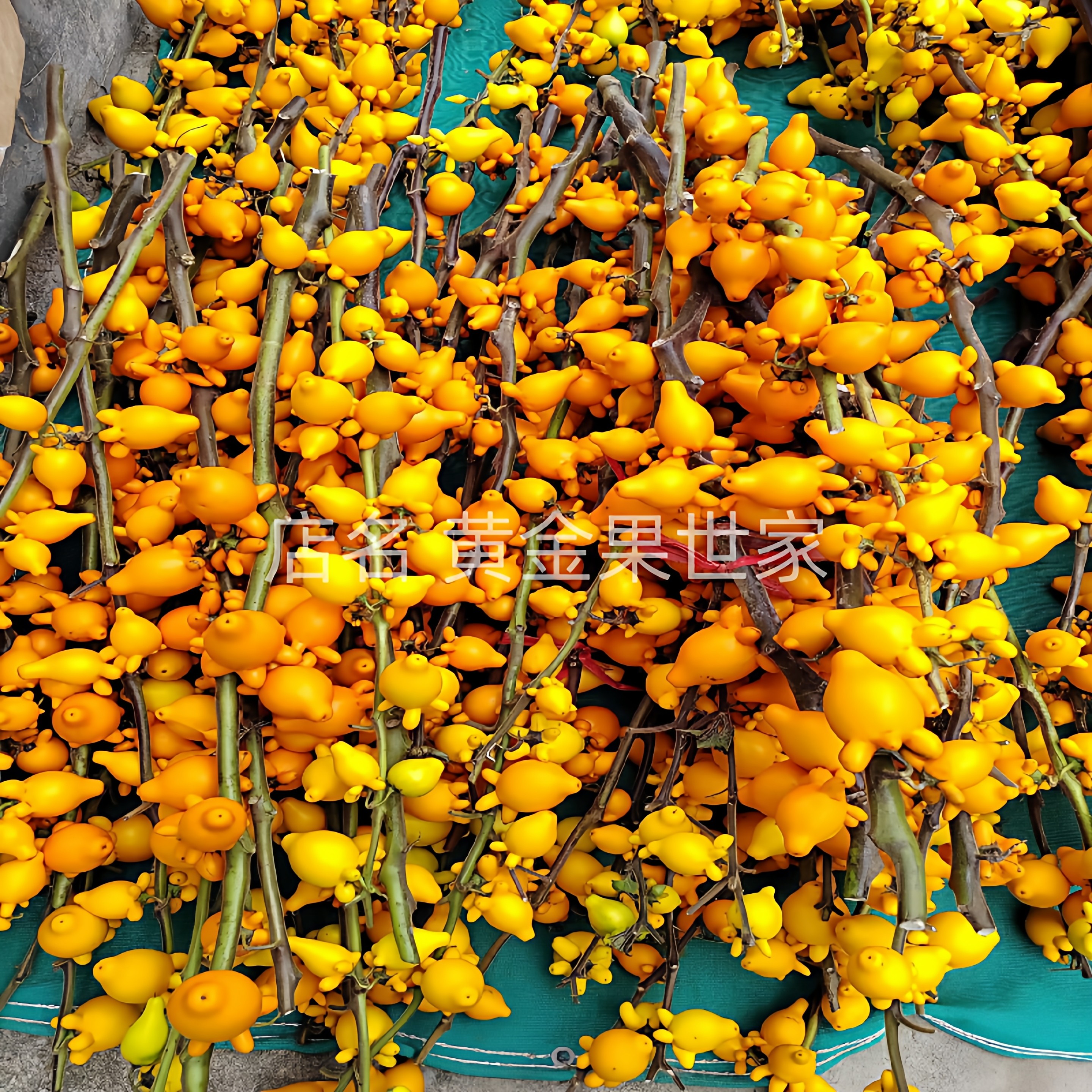 五代果枝条五代黄金果鲜切枝同堂果多叉黄金福禄果家居插花材产地,淘宝优惠券,粉丝福利购,淘宝优惠卷