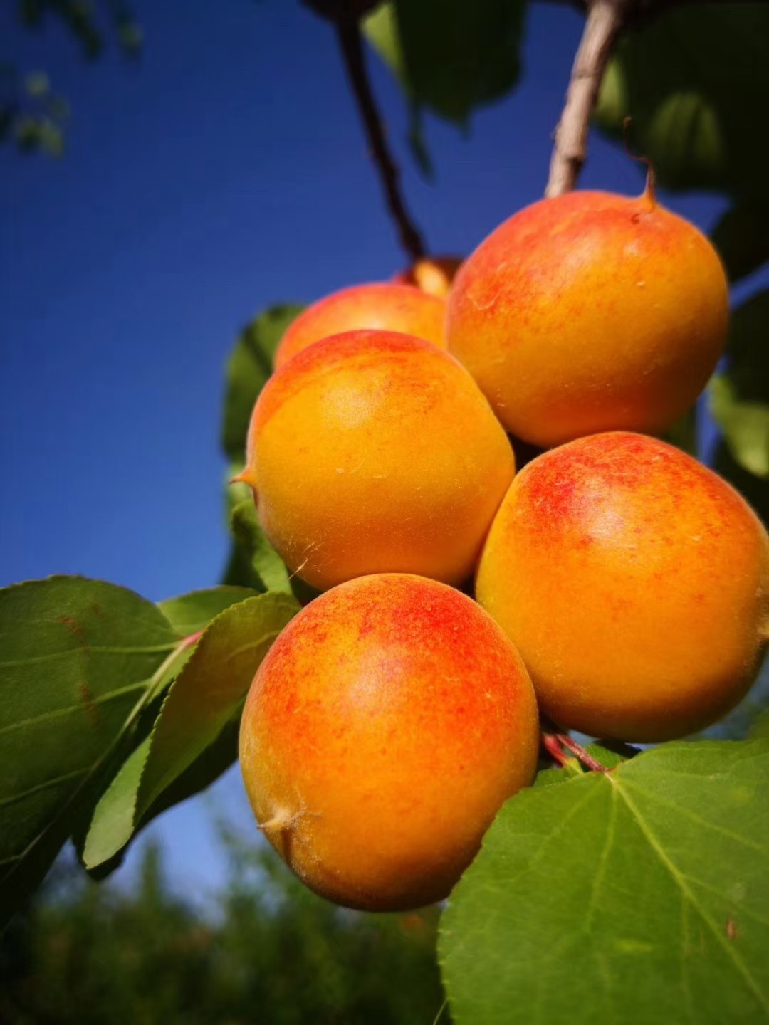 【顺丰4斤】正宗新疆阿克苏小红杏吊干杏子新鲜水果四团小红杏,淘宝优惠券,粉丝福利购,淘宝优惠卷