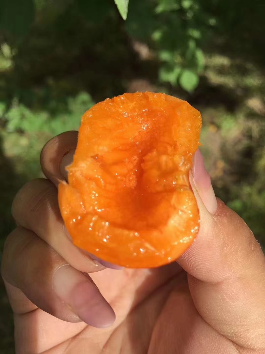 【顺丰4斤】正宗新疆阿克苏小红杏吊干杏子新鲜水果四团小红杏,淘宝优惠券,粉丝福利购,淘宝优惠卷