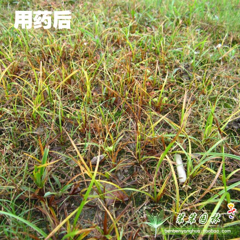 坪安6号镢莎香附子除草剂三棱草水蜈蚣禾本科草坪专用包邮_虎窝淘