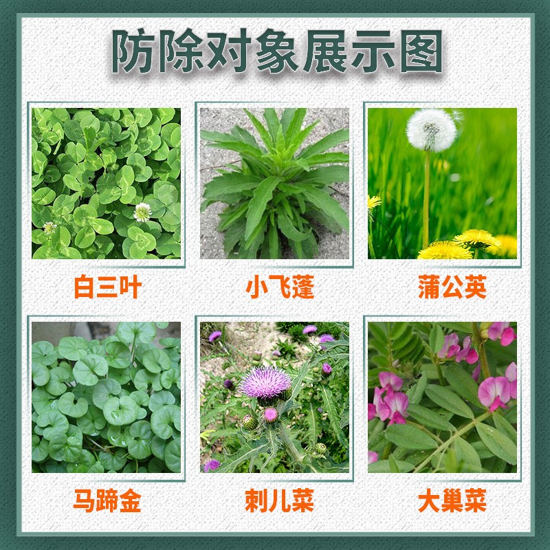 坪安恶阔净金装尖叶草坪除阔叶杂草马尼拉黑麦草百慕达草坪除草剂 - 图1