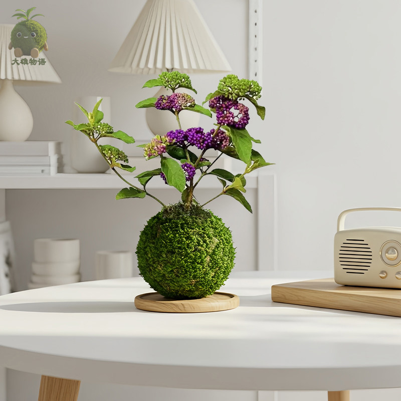 紫珠苔藓球 稀有好养绿植盆栽苔玉耐热耐寒阳台室内客厅带果植物,淘宝优惠券,粉丝福利购,淘宝优惠卷