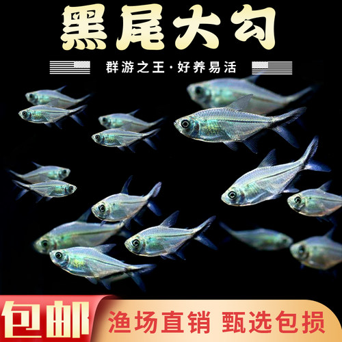 黑尾大勾群游鱼草缸小型活体热带观赏鱼淡水天使红大勾扯旗灯科鱼 - 图0