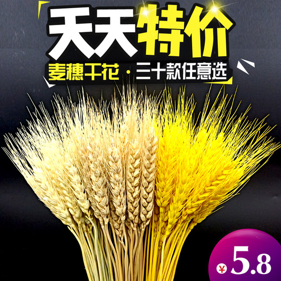 Flower materials, wheat ears, dried flowers, shooting props, baby's breath decoration