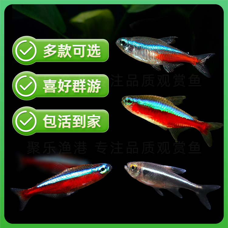 热带鱼观赏鱼灯科鱼活体 巴西印尼宝莲灯黑莲霓虹红绿灯群游 - 图3