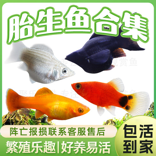 胎生鱼活体玛丽月光牡丹米奇黑尾猫淡水观赏繁殖玛丽球小型热带鱼 - 图0
