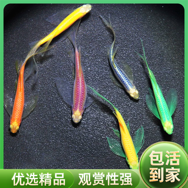 大帆长鳍蝶翼蝶尾蝶衣红青苹果翡翠柠檬蓝莓斑马鱼冷水小型鱼活体-图2