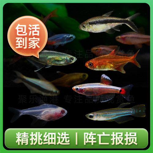 灯科鱼合集宝莲灯红绿灯斑马活体观赏鱼热带鱼活体 小型 - 图1