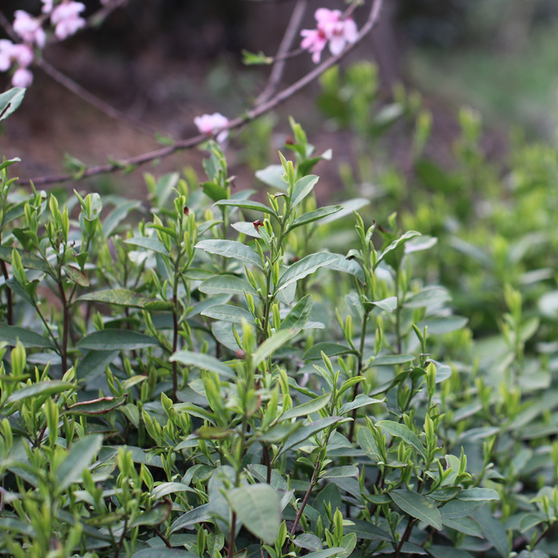 信阳毛尖2024新茶叶高山绿茶雨前嫩芽浓香春茶散装500g - 图1