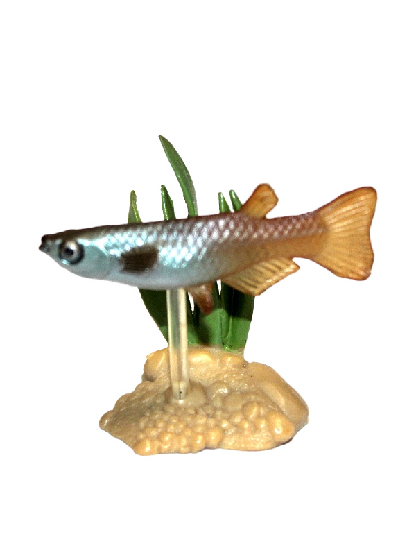 Yujin原色淡水鱼图鉴1初版单色石彩色石仿真动物扭蛋生物图鉴摆件 - 图3