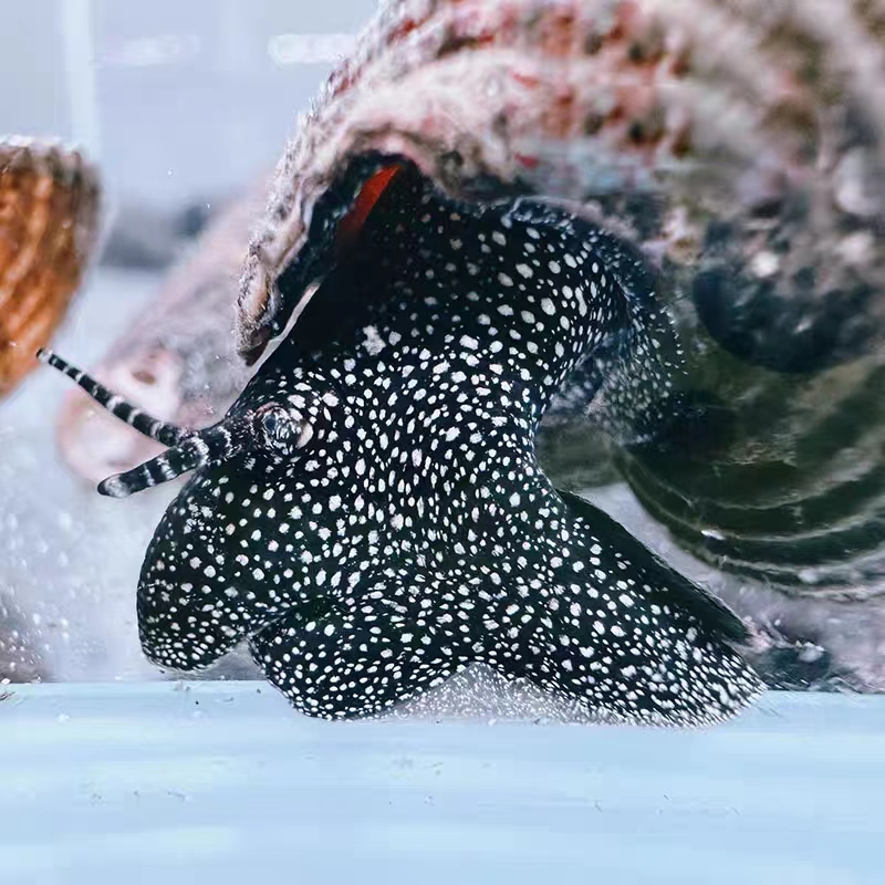 橙兔螺印尼苏拉威西螺苏螺观赏螺宠物螺活体水族草缸除藻除苔包邮 - 图2