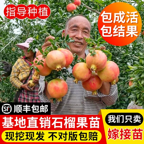 Гранатное дерево Симпин Симпин Мягкий семена гранато