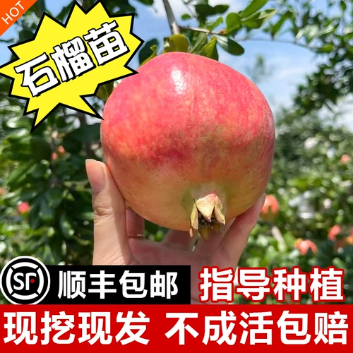 Гранатное дерево Симпин Симпин Мягкий семена гранато