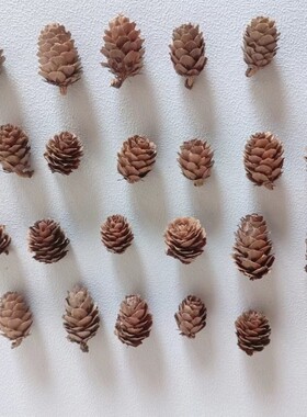 圣诞节松果干花手工材料