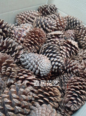 各种天然松塔松果品种干花包道具