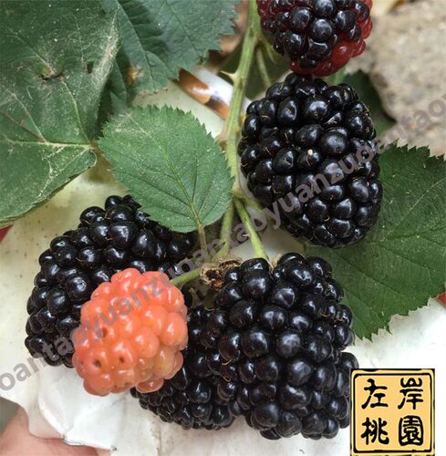 树莓苗黑莓苗 南北方 单双季 黑红黄树莓 盆栽地栽果树苗当年结果 - 图0