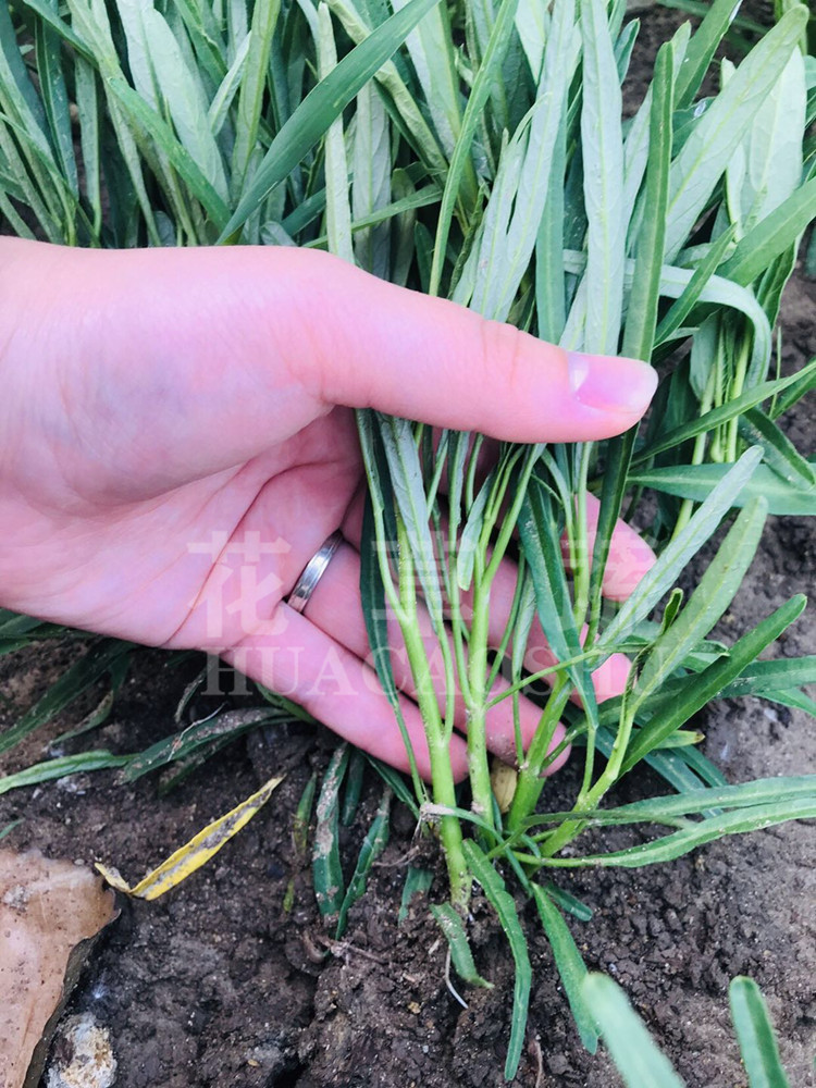 空心菜苗带根泥空心菜种籽竹叶柳叶通心菜广西四季水种植蔬菜种孑 - 图1