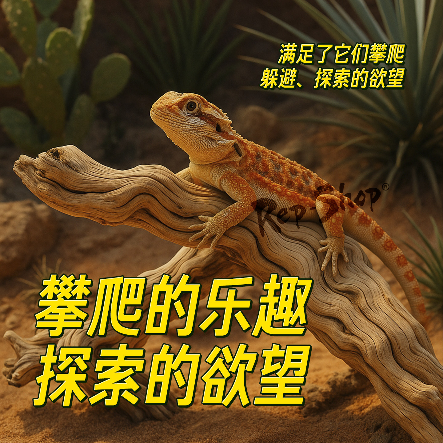 霸王藤木爬宠缸造景树木蛇睫角守宫树枝树蛙鬃狮饲养箱攀爬木藤条,淘宝优惠券,粉丝福利购,淘宝优惠卷