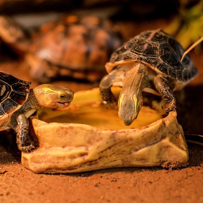 爬宠水盆蜥蜴蛇乌龟守宫角蛙睫角食盆陆龟寄居蟹泡澡盆树脂造景 - 图2