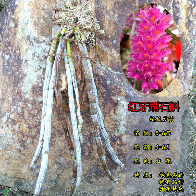 红牙刷石斛铁皮石斛兰花室内花盆栽绿植物假山花卉比多肉好养包邮,淘宝优惠券,粉丝福利购,淘宝优惠卷