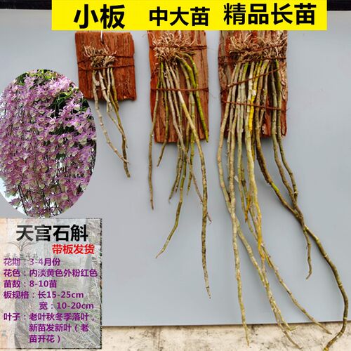 天宫石斛带花苞鼓槌球花金钗叠鞘铁皮盆栽盆观赏花卉浓香石斛花 - 图1