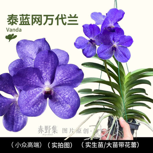 新款泰国万代兰大苗原杯大花浓香洋兰花狐尾兰指甲兰附生兰石斛兰 - 图3