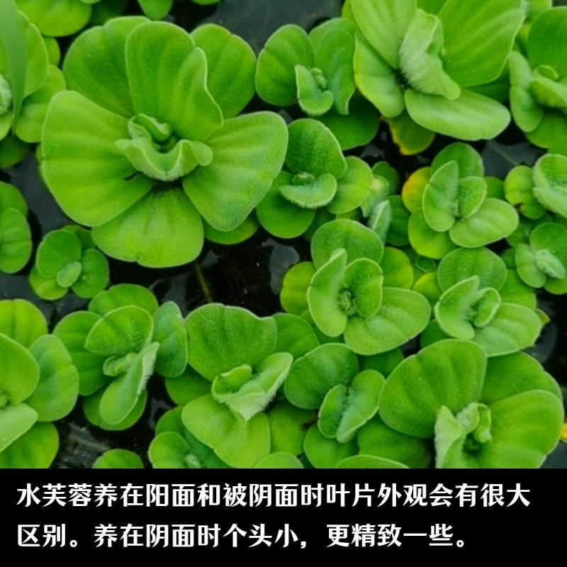 水芙蓉浮萍按斤池塘用淡水沼泽过滤植物净化污水生态鱼塘水生植物-图0