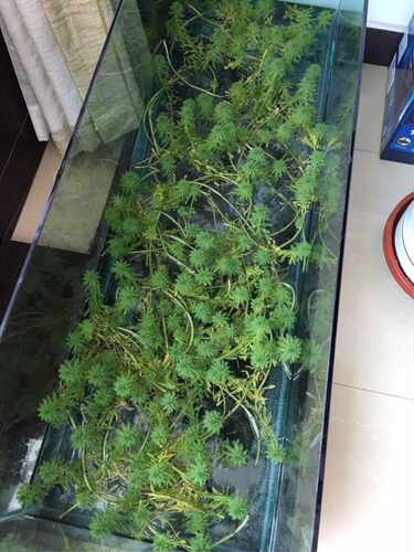 净水植物狐尾藻沼泽过滤水草大聚藻水陆缸养鱼养龟鳖淡水净化水质-图1