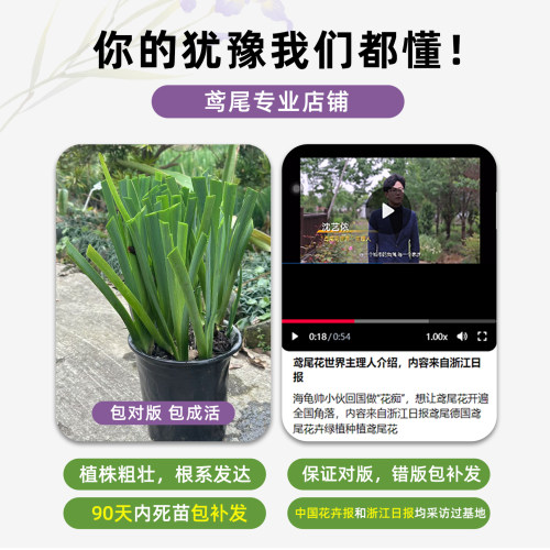 盆栽路易斯安娜鸢尾美国进口苗花园庭院花坛户外绿植植物常绿水生 - 图1