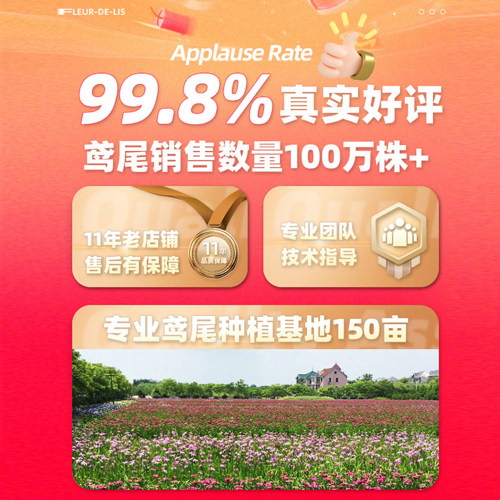 盆栽路易斯安娜鸢尾美国进口苗花园庭院花坛户外绿植植物常绿水生 - 图3