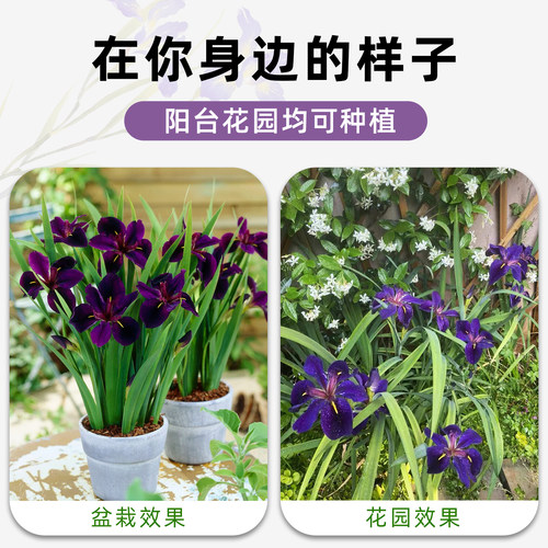 盆栽路易斯安娜鸢尾美国进口苗花园庭院花坛户外绿植植物常绿水生 - 图0
