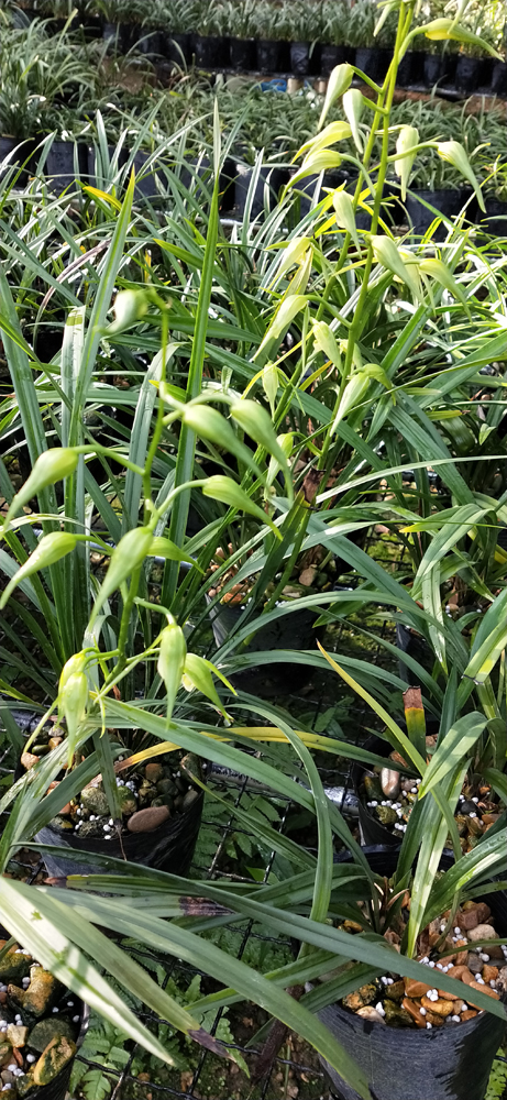 袭人寒兰素心兰花苗传统铭品冬带浓香花苞好养室内绿植盆栽花卉-图0